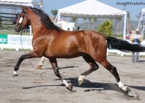 W SE BOMBON, DE Y. SANTA ELENA, BRONCE EN  SEMENTALES DE 4 A